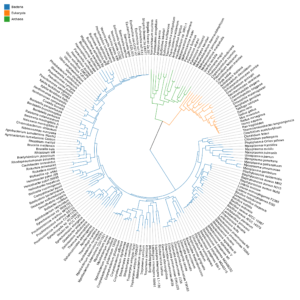 Phylogenetic Tree